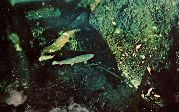 Kitch-iti-kipi - Postcard (newer photo)